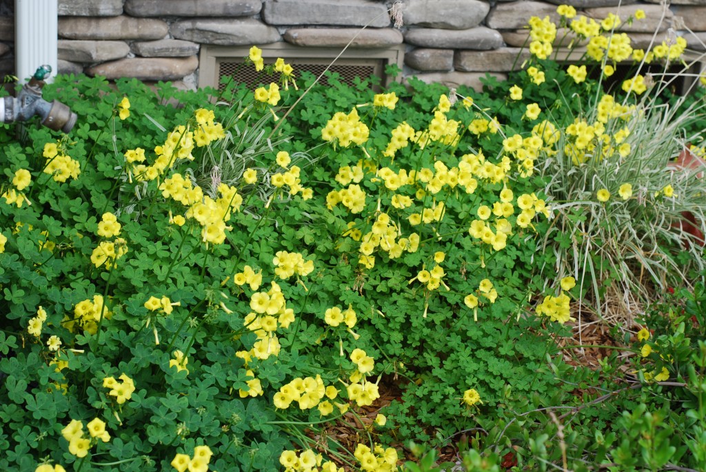 Oxalis taking over in full bloom