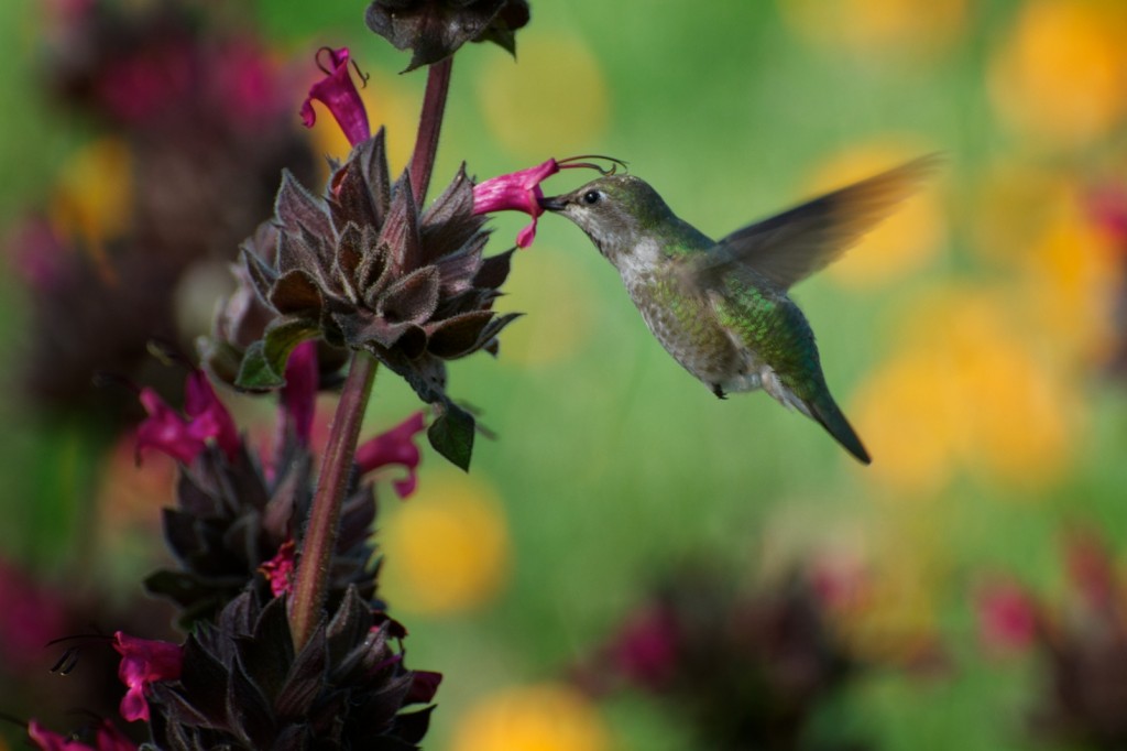 A Hummingbird with Hummingbird Sage. Photo © 2011 Britta Heise
