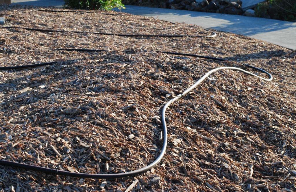 This is the mulch (with some irrigation tubing) on top of the former lawn.