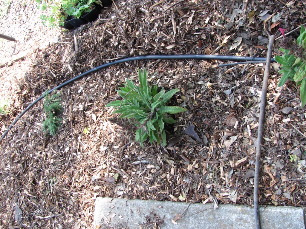 NFY drip irrigation